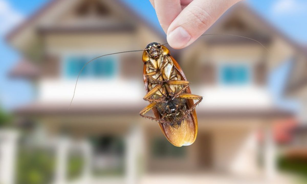 3 Indicators You Need Specialist Pest Control Solutions